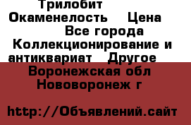 Трилобит Asaphus. Окаменелость. › Цена ­ 300 - Все города Коллекционирование и антиквариат » Другое   . Воронежская обл.,Нововоронеж г.